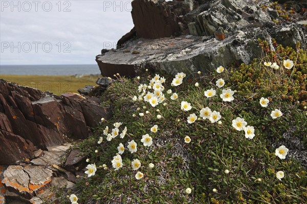 White dryad (Dryas octopetala) blooming on a rock in the tundra, Barents Sea in the background,