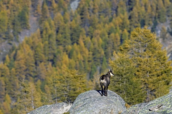 Chamois (Rupicapra rupicapra) looking over larch forest (Larix decidua) in the Italian Alps in