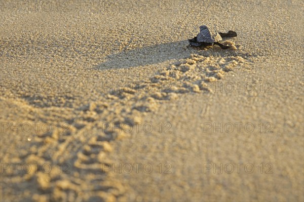 Olive ridley sea turtle, Pacific ridley sea turtle (Lepidochelys olivacea) baby hatchling on sandy