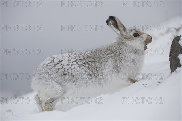 Mountain hare (Lepus timidus), Alpine hare, snow hare in white winter pelage calling in the