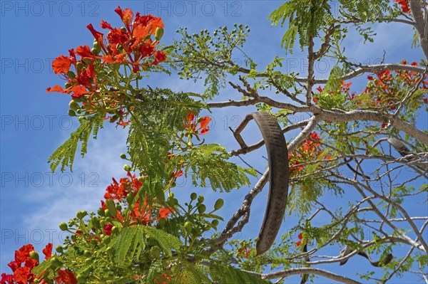 Scarlet red flowers, fern-like leaves and pods of royal poinciana (Delonix regia), flamboyant,