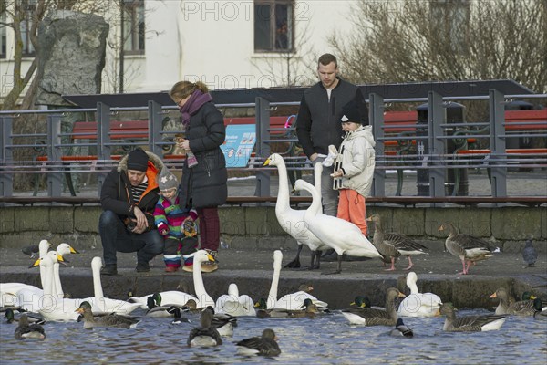 Parents with children feeding old bread to ducks, geese and flock of whooper swans at lake in city