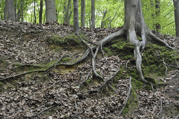 Exposed roots of European Beech (Fagus sylvatica) tree in broadleaf forest