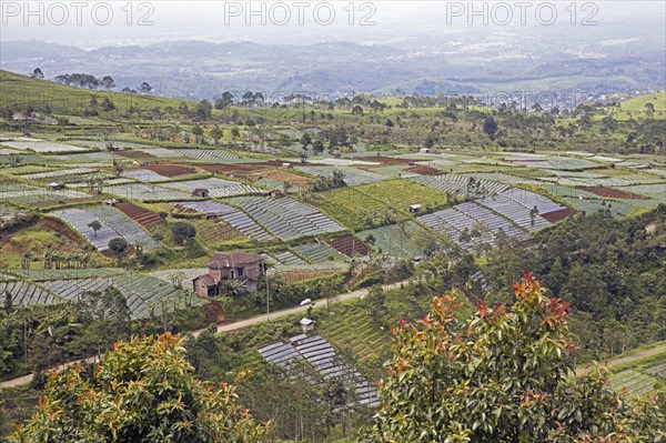 Fields with onions on the slopes of Mount Lawu, Gunung Lawu near Solo, Surakarta, Central Java,