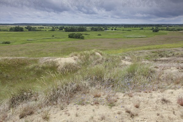 Inland Dunes by Klein Schmölen near the Elbe river, Mecklenburg Elbe Valley Nature Park,