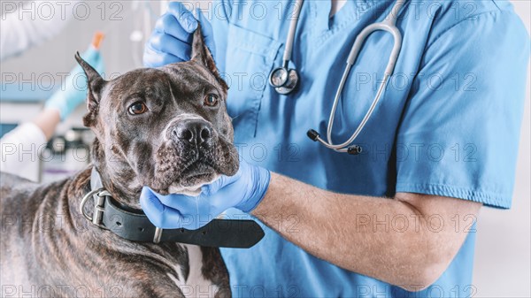 Image of a bulldog being examined at the clinic. Two doctors. Veterinary medicine concept. Taking