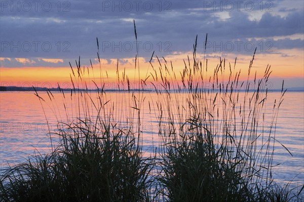 View over Lake Constance at a colourful sunset, silhouette of reeds in the foreground, Canton