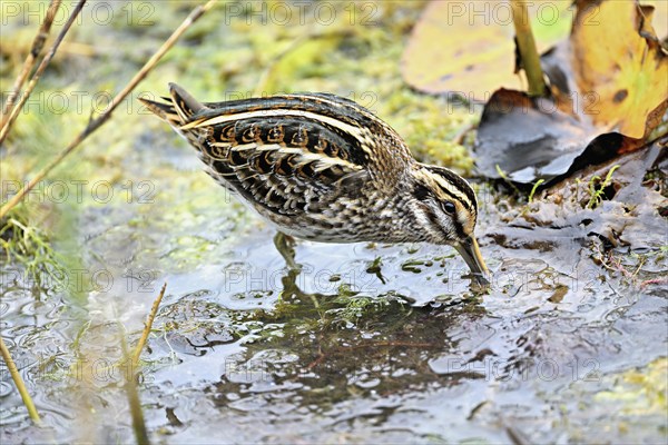 Jack snipe (Lymnocryptes minimus), foraging, Switzerland, Europe