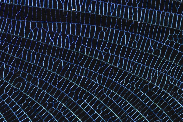 Detail of the wing veining of a beautiful demoiselle (Calopteryx virgo), extreme macro, blue