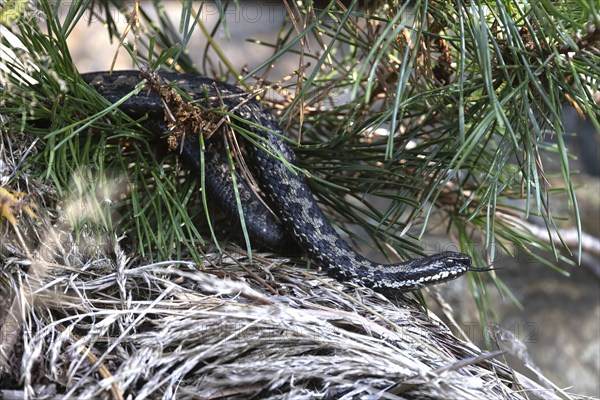 Adder under a young pine tree, Austria, Upper Austria, Europe
