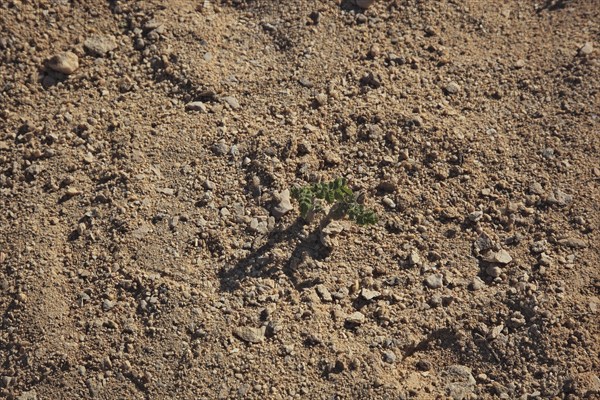 Incense tree seedling, Wadi Dawqah, incense tree crops, UNESCO World Heritage Site, frankincense