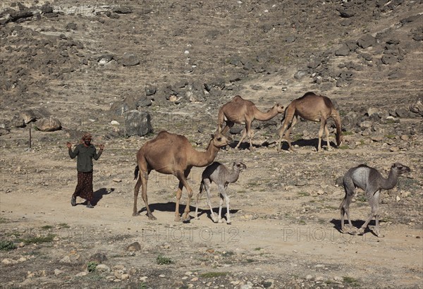 Camel herd in the Dhofar area, Jabal al Qamar, Southern Oman