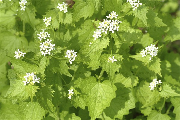 Garlic rue, garlic rue, medicinal plant, seasoning plant, spice, herb, wild plant, medicinal use,