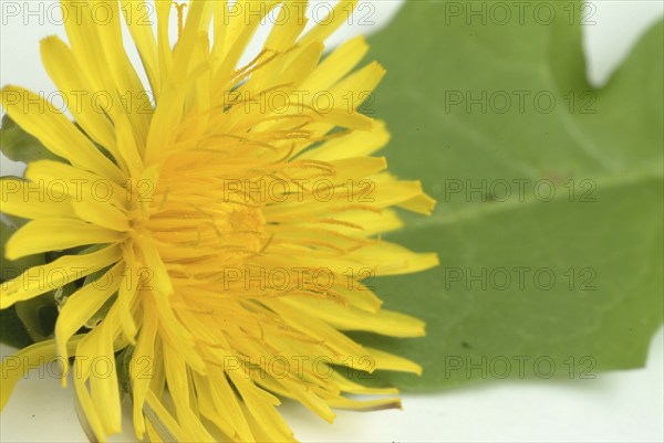 Common dandelion (Taraxacum) Ruderalia, Taraxacum officinale, medicinal plant, the most important
