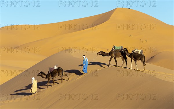 Morocco, camel driver, Berber, Erg Chebbi desert, dunes, Africa