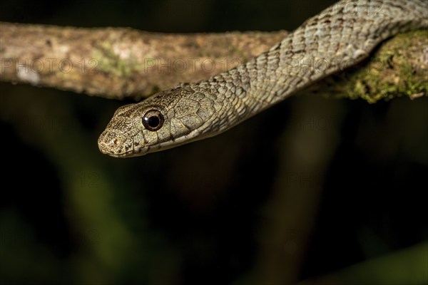 Poison snake (Ithycyphus miniatus), Marojejy National Park, Madagascar, Africa