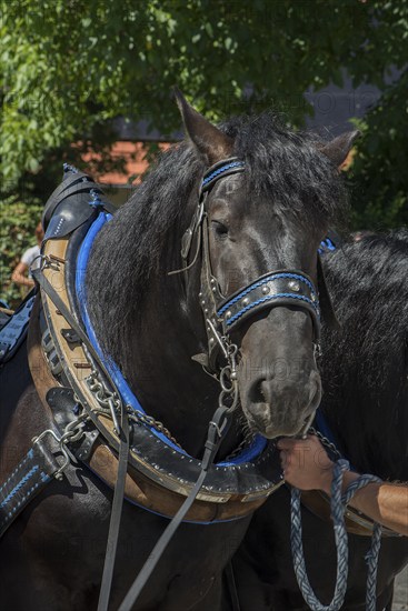 Black horse haltered for the Kirchweih, Middle Franconia, Bavaria, Germany, Europe