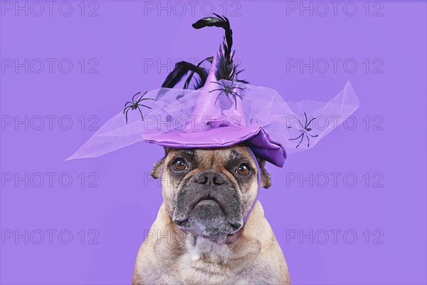 Portrait of French Bulldog dog with Halloween costume witch hat on purple background