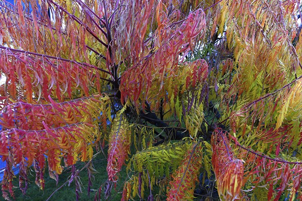 Staghorn sumac (Rhus typhina), in autumn colouring Bavaria, Germany, Europe