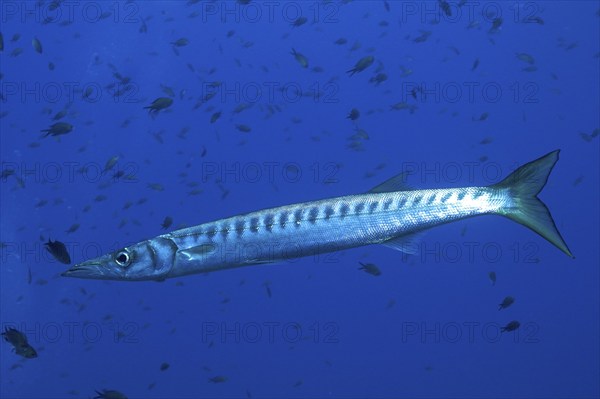 Barracuda (Sphyraena sphyraena) in the Mediterranean Sea near Hyères. Dive site Giens Peninsula,