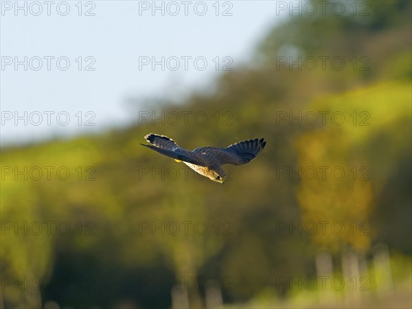 Kestrel, female Common Kestrel (Falco tinnunculus) in hunting flight, Solms, Hesse, Germany, Europe