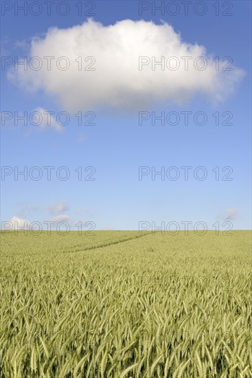 Grain field, unripe rye (Secale cereale), blue cloudy sky, North Rhine-Westphalia, Germany, Europe
