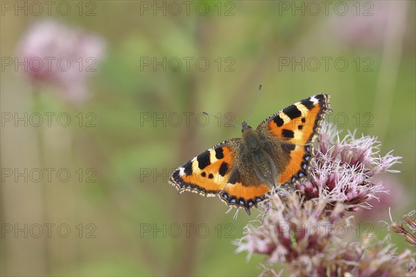 Small tortoiseshell (Aglais urticae), on common water aster (Asteraceae), Wilnsdorf, North