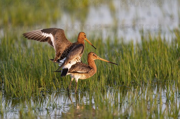 Black-tailed Godwit (Limosa limosa), mating, Ochsenmoor, Dümmerniederung, Diepholz County, Lower