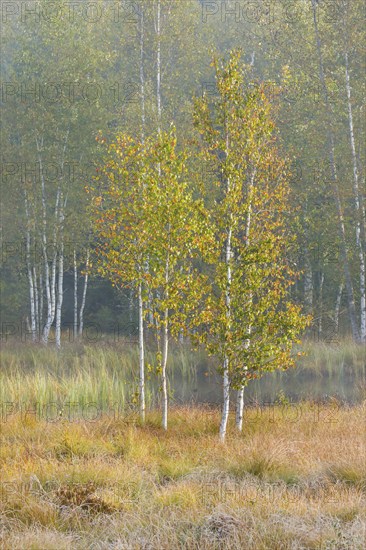 Autumn atmosphere with birch forest on the high moor near Les Ponts-de-Martel, Canton Neuchâtel,