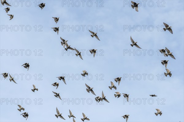 Common (Sturnus vulgaris) starlings fly together, in perfect symbiosis to protect themselves from