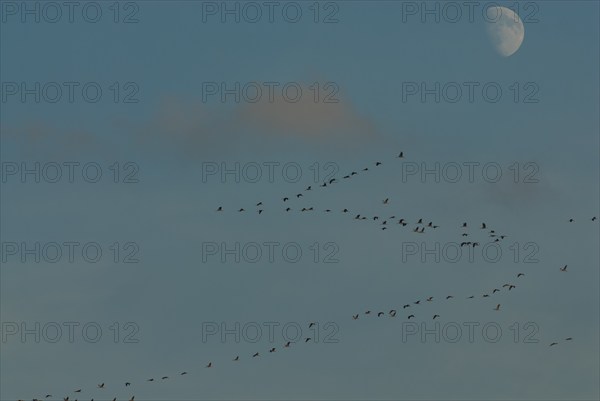 Crane (Grus grus), autumnal crane migration at rising moon, Mecklenburg-Western Pomerania, Germany,
