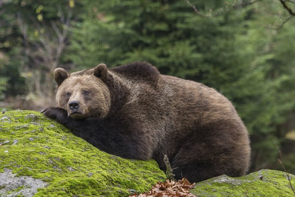 Brown Bear (Ursus arctos), animal enclosure, Bavarian Forest National Park, Bavaria, Germany,