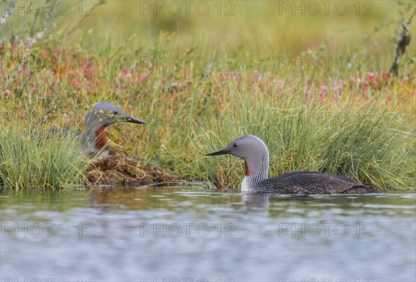 Red-throated diver (Gavia stellata), couple at the nest by the water, Central Sweden, Sweden,