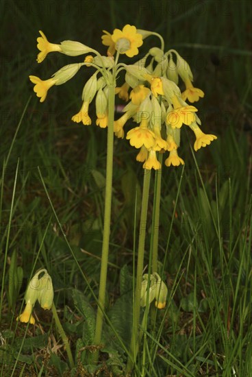 Common cowslip (Primula officinalis), cowslip, apothecary primrose, medicinal plant, plant with