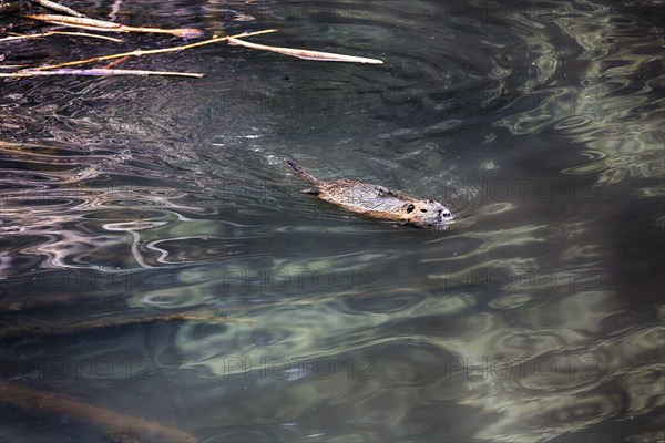 European beaver (Castor fiber) swimming in pond, captive, Olderdissen Zoo, Bielefeld, Teutoburg