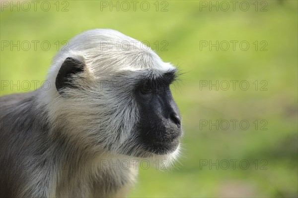 Northern plains gray langur (Semnopithecus entellus), portrait, captive