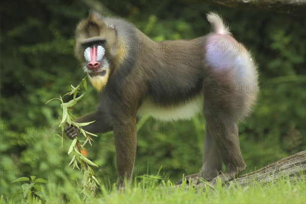 Mandrill (Mandrillus sphinx), male, eat, food, guenon, guenon, Anthropoidae, catarrhines