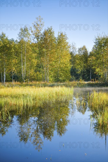 The first rays of sunlight bathe the birch forest and grasses in a warm light, clouds of mist drift