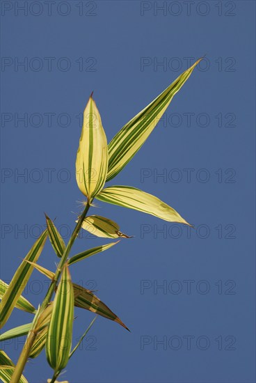 Japanese wood bamboo, leaves (Phyllostachys bambusoides)
