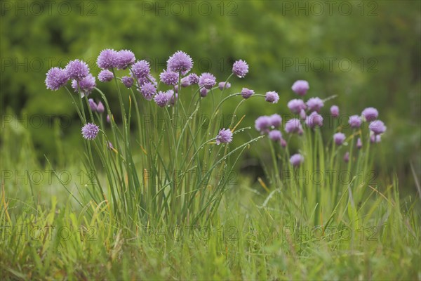 Perennial chive (Allium schoenoprasum) with dewdrops, flowering, natural habitat, nature,