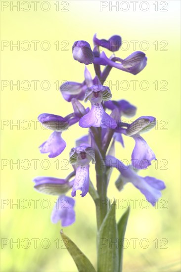 Green-winged orchid (Orchis morio) with high key, Ständelberg, Rammersberg, Mäusberg, Karlstadter