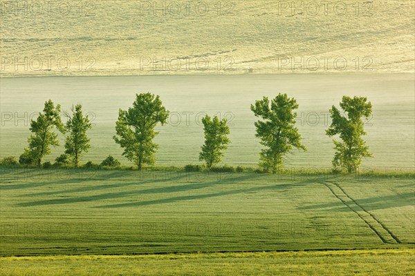 Moravian rolling landscape with trees in early morning haze. Moravia, Czech Republic, Europe