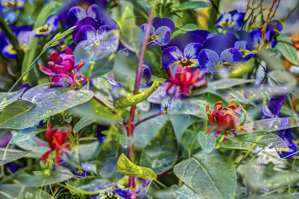 Large-flowered field pansy, viola (plant) (Viola), real carolina sweetshrub (Calycanthus floridus),