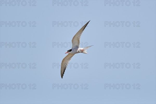 Elegant tern (Thalasseus elegans) flying in the sky above the sea, hunting, ebro delta, Catalonia,