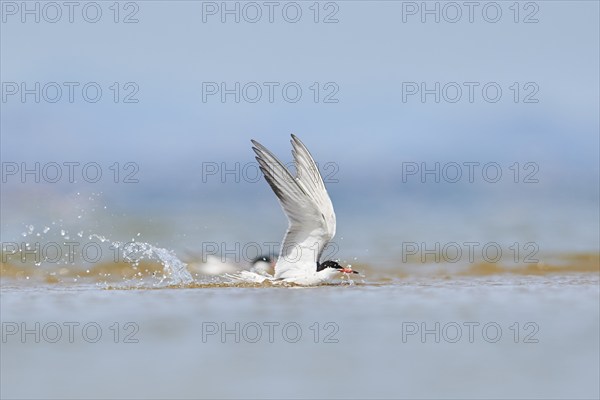 Elegant tern (Thalasseus elegans) flying in the sky above the sea, hunting, ebro delta, Catalonia,
