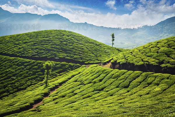 Green tea plantations in the morning. Munnar, Kerala state, India, Asia