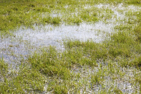 Water stands on the meadows near Moritzburg, Saxony, Germany, Europe