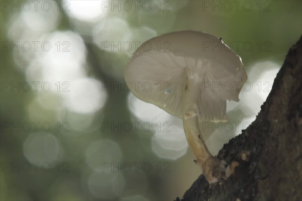 Porcelain fungus (Oudemansiella mucida) with bokehs, view from below, Lorsbach, Hofheim, Taunus,