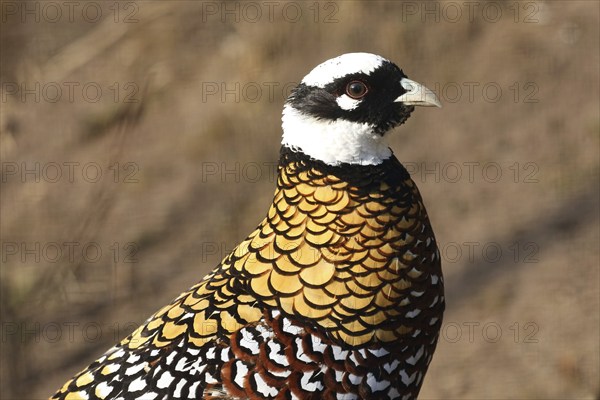 Reeves's pheasant (Syrmaticus reevesii), portrait, male, captive