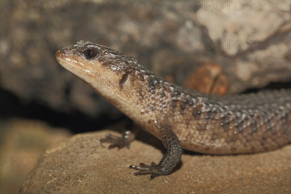Philippines water skink (Tropidophorus grayi), water skink, skink, skink, lizards, lizard, captive